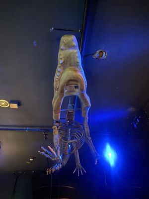 The Crocodile by null