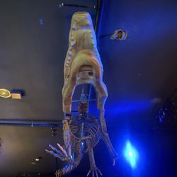 The Crocodile