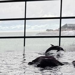 Shedd Aquarium - Dolphin Jump in auditorium