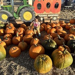 Pumpkin Patch - Pumpkins patch