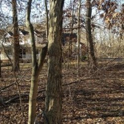 Green Zebra Landscaping