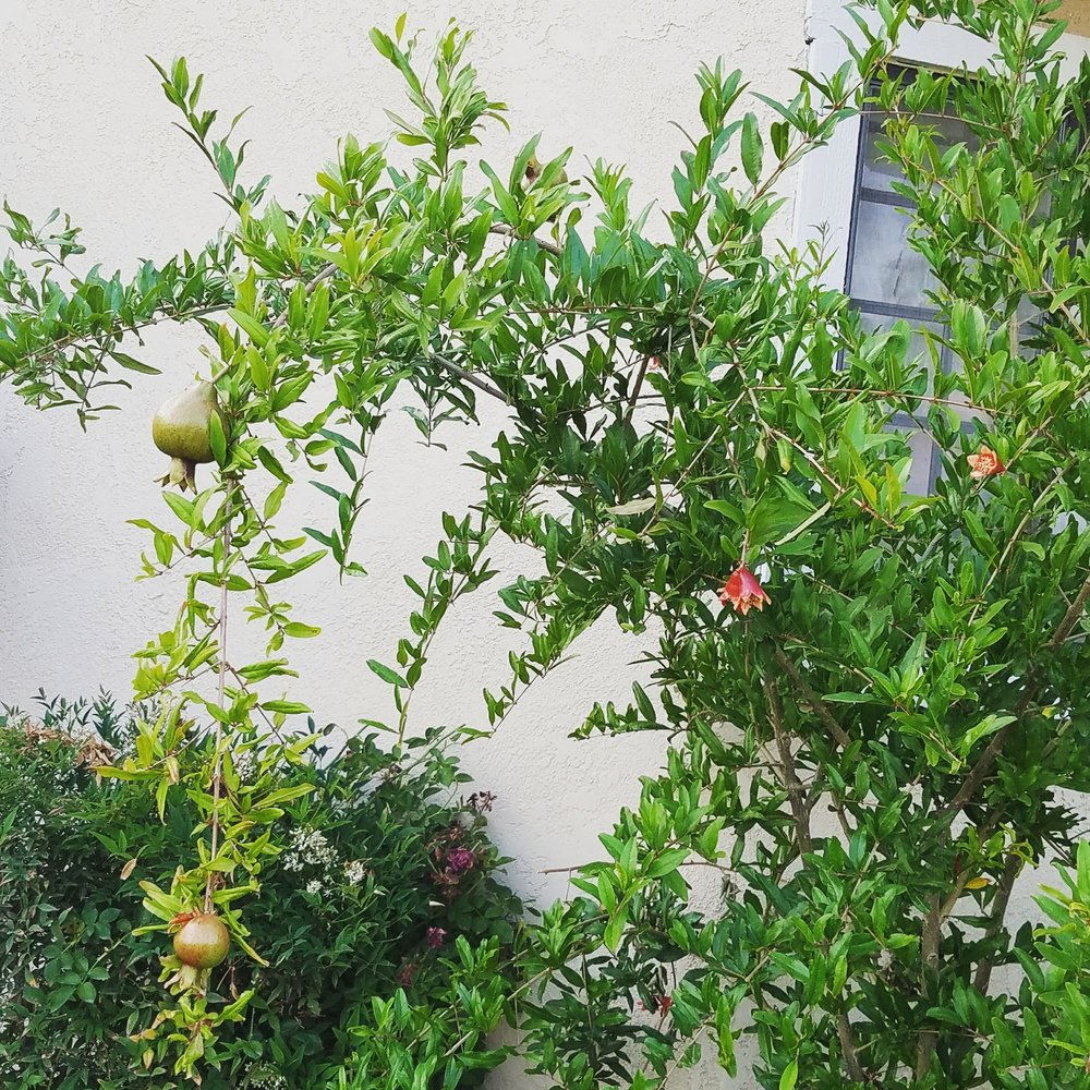 Slide of Alvarado Lawn Service