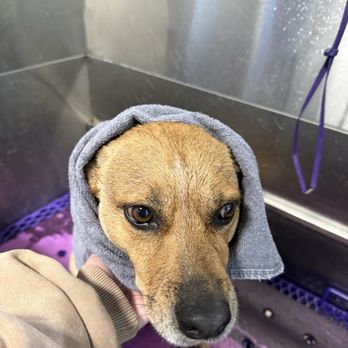 Murk Doggy - Shower time for my Vinboi! - Pet Stores Near Me - La Habra, California Murk Doggy - Shower time for my Vinboi! - Pet Stores Near Me - La Habra, California