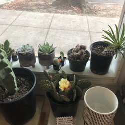 Unique selection of cacti and succulents.