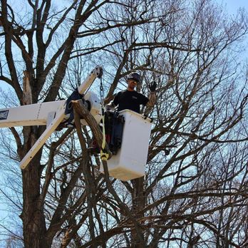 Sunderland Tree Service - Tree Services Near Me Sunderland Tree Service - Tree Services Near Me