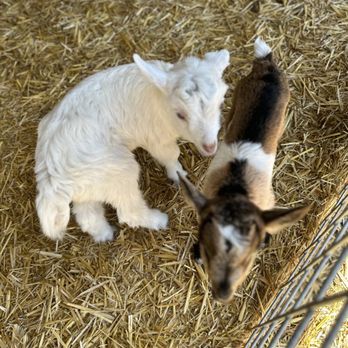 Harley Farms - Baby goats. - Cheese Shops Near Me - Pescadero, California Harley Farms - Baby goats. - Cheese Shops Near Me - Pescadero, California