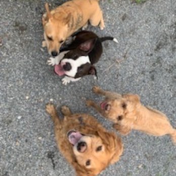 Happy Dogs On The Hill - Pet Training Near Me