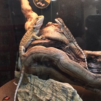 PetSmart - Some of the beardies. - Pet Stores Near Me - Pittsburgh, Pennsylvania PetSmart - Some of the beardies. - Pet Stores Near Me - Pittsburgh, Pennsylvania