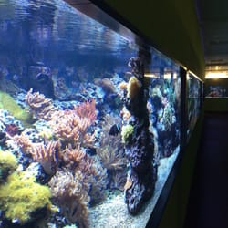 Meeresaquarium