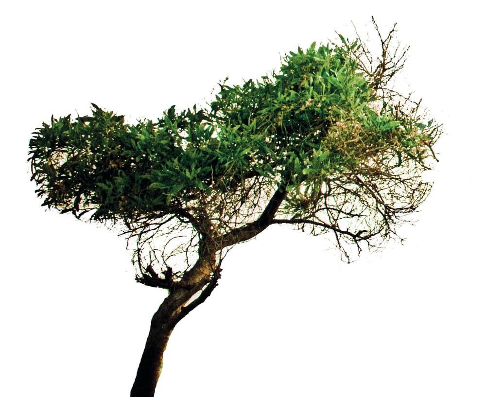 True Vine Counseling Services, LLC - grief counselor in Saint Louis, MO