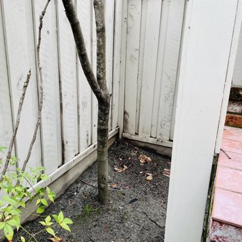 EC Tree Service - Tree 2 - Tree Services Near Me - Redwood City, California