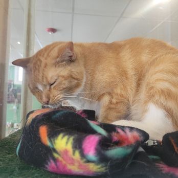 Bajah's Cat Cafe - Cafes Near Me - Tiverton, Rhode Island