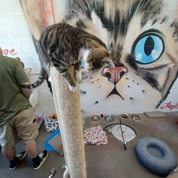 Pedro Pet Pals - Pet Adoption Near Me - San Pedro, California
