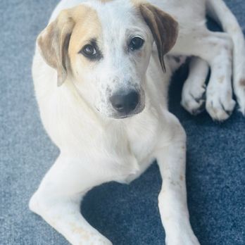 Tender Care Veterinary Center - Leonard Blake loves his vet clinic - Pet Groomers Near Me - Falcon, Colorado Tender Care Veterinary Center - Leonard Blake loves his vet clinic - Pet Groomers Near Me - Falcon, Colorado