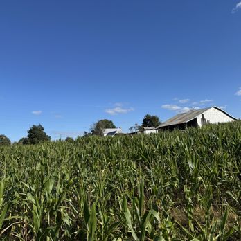 Holder Hill Farm - Corn field/maze - Pumpkin Patches Near Me - Durham, North Carolina