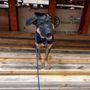 Photo of Major K9s Academy