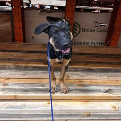 Major K9s Academy - My puppy being super confident in public thanks to Aiyana!