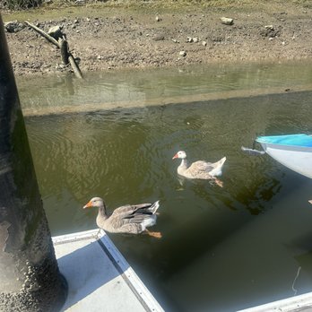 Napa Valley Gondola - Ducks - Boat Tours Near Me - Napa, California Napa Valley Gondola - Ducks - Boat Tours Near Me - Napa, California