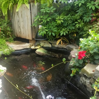 Lamberton Conservatory - Koi pond shared with turtles - Botanical Gardens Near Me - Rochester, New York