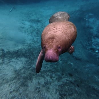Fun 2 Dive Manatee Tours - Snorkeling Near Me - Crystal River, Florida