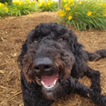 Parfait Mischen Goldendoodles - Drake! Cant imagine life without this fur baby! - Pet Breeders Near Me Parfait Mischen Goldendoodles - Drake! Cant imagine life without this fur baby! - Pet Breeders Near Me