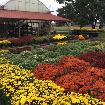 Sunnyside Greenhouses - Fall mums available September & October - Nurseries & Gardening Near Me - Greenfield, Indiana Sunnyside Greenhouses - Fall mums available September & October - Nurseries & Gardening Near Me - Greenfield, Indiana