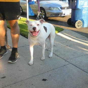 Karma Rescue - Coco, another great save by Karma Rescue - Pet Services Near Me - Santa Monica, California