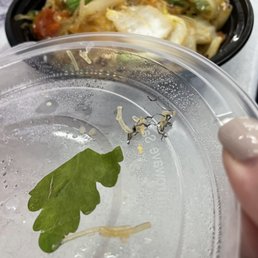 Metal found in food. Be cautious when ordering from this restaurant Metal found in food. Be cautious when ordering from this restaurant
