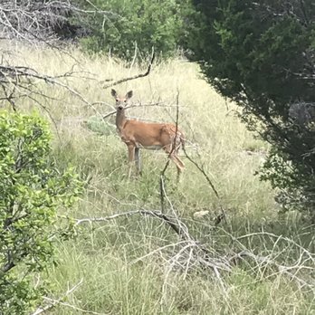 Colorado Bend State Park - Deer on scenic trail. - Parks Near Me - Bend, Texas