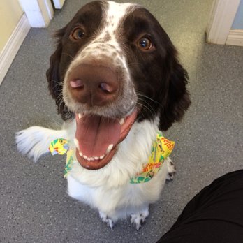 Wigglebums Pet Grooming - Happiest springer spaniel. - Pet Groomers Near Me - Calgary, Alberta Wigglebums Pet Grooming - Happiest springer spaniel. - Pet Groomers Near Me - Calgary, Alberta