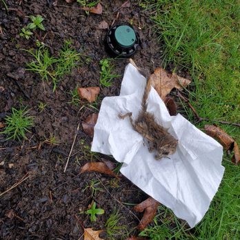 Roth Home - The chipmunk they pulled out of the outdoor control box. - Heating & Air Conditioning/HVAC Near Me - Aurora, Oregon