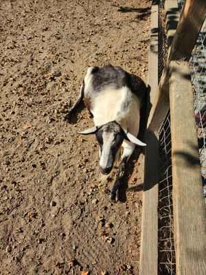 Maplewood Farm by null