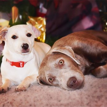 Sit Means Sit - Pet Training Near Me - Colorado Springs, Colorado Sit Means Sit - Pet Training Near Me - Colorado Springs, Colorado