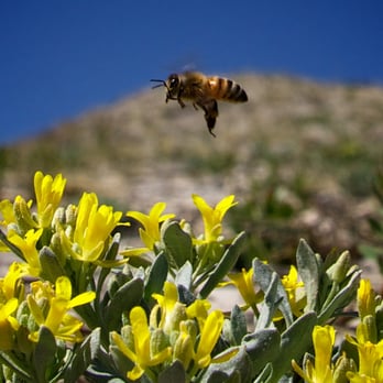 Live Bee Removal - Live Bee Removal Service in Calimesa, satisfaction guaranteed. Call us Today 951-249-2011 - Pest Control Near Me - Banning, California Live Bee Removal - Live Bee Removal Service in Calimesa, satisfaction guaranteed. Call us Today 951-249-2011 - Pest Control Near Me - Banning, California
