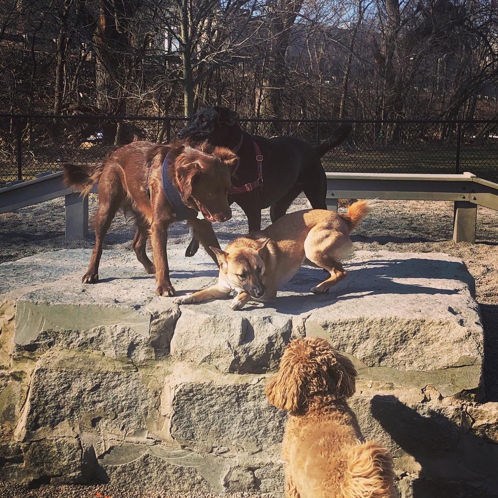 THORNDIKE FIELD DOG PARK 26 Photos & 38 Reviews 99 Margaret St