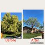 Photo of Loya Tree Service