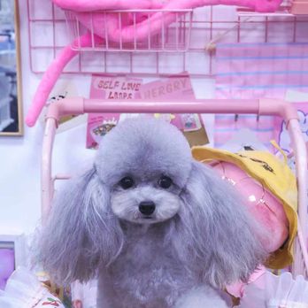Ace's Pet Grooming - Pet Groomers Near Me - Claremont, California Ace's Pet Grooming - Pet Groomers Near Me - Claremont, California