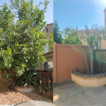 Personalized Tree Service - Tree trimmed and plants below removed. - Tree Services Near Me Personalized Tree Service - Tree trimmed and plants below removed. - Tree Services Near Me