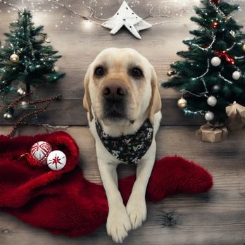 Northern Pawz - Pet Groomers Near Me - Stacy, Minnesota Northern Pawz - Pet Groomers Near Me - Stacy, Minnesota