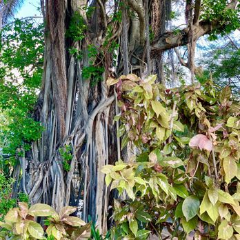 Key West Garden Club - Banyan tree - Venues & Event Spaces Near Me - Key West, Florida Key West Garden Club - Banyan tree - Venues & Event Spaces Near Me - Key West, Florida