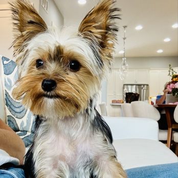 Furry Land - Phoebe's first grooming session was a great experience! - Pet Groomers Near Me - West Chester Township, Ohio Furry Land - Phoebe's first grooming session was a great experience! - Pet Groomers Near Me - West Chester Township, Ohio