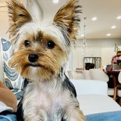 Furry Land - Phoebe's first grooming session was a great experience!