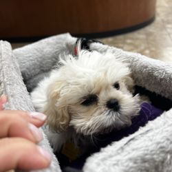 Texas Coalition For Animal Protection - Hurst - My new addition to our family Slayer