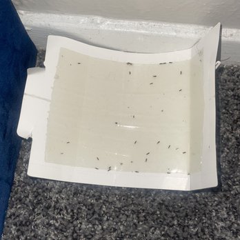 5636 Apartment Homes - I don't even know wat kind of bug this is but they are everywhere this is outrageous - Apartments Near Me - Dallas, Texas 5636 Apartment Homes - I don't even know wat kind of bug this is but they are everywhere this is outrageous - Apartments Near Me - Dallas, Texas