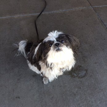 Pyramid Veterinary Hospital - This is GiGi - Veterinarians Near Me - Sparks, Nevada Pyramid Veterinary Hospital - This is GiGi - Veterinarians Near Me - Sparks, Nevada