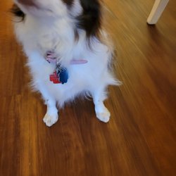 Severn Grooming & Boarding - Sassy's shaved legs and paws without permission