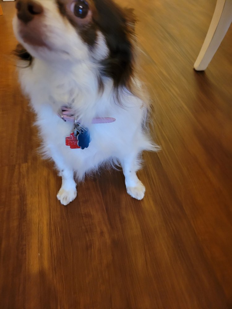 SEVERN GROOMING & BOARDING Updated October 2024 1115 Delmont Rd