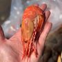 Photo of Black Rock Seafood