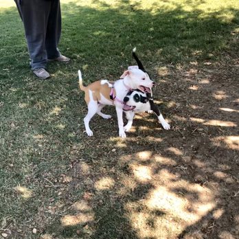 Karma Dog Training - Daisy at Karma Dog Training playing outside - Dog Walkers Near Me - Plano, Texas Karma Dog Training - Daisy at Karma Dog Training playing outside - Dog Walkers Near Me - Plano, Texas