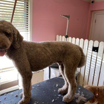 The Spa For Dogs - Pet Groomers Near Me - Northbrook, Illinois The Spa For Dogs - Pet Groomers Near Me - Northbrook, Illinois